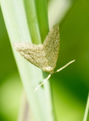 Protodeltote albidula