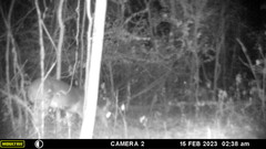 Odocoileus virginianus couesi