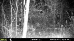 Odocoileus virginianus couesi