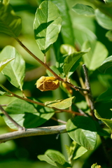 Puccinia coronata
