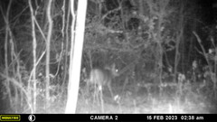 Odocoileus virginianus couesi