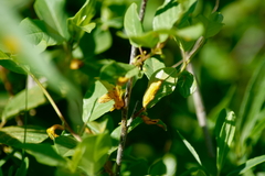 Puccinia coronata