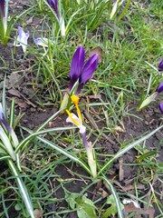 Crocus