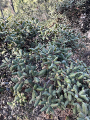 Quercus durata durata