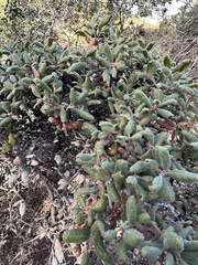 Quercus durata durata