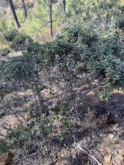 Quercus durata durata