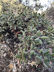 Quercus durata durata