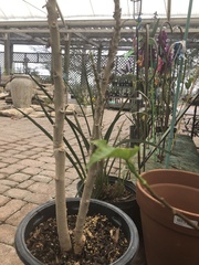 Brugmansia arborea