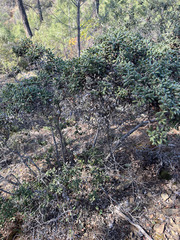 Quercus durata durata