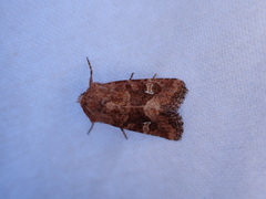 Lacinipolia stricta