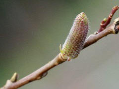 Salix miyabeana