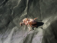 Cyphoderris monstrosa