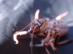 Cyphoderris monstrosa