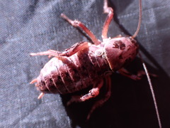 Cyphoderris monstrosa