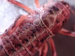 Cyphoderris monstrosa