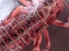 Cyphoderris monstrosa