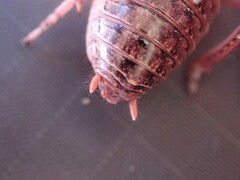 Cyphoderris monstrosa