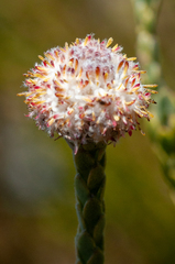 Leucadendron dubium