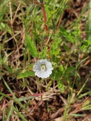 Monsonia