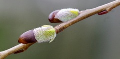 Salix miyabeana