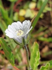 Monsonia