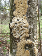 Basidioradulum radula