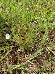 Monsonia