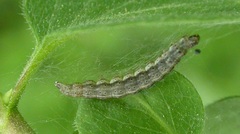 Ypsolopha falcella