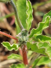 Monsonia