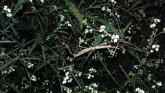 Pseudosermyle tridens