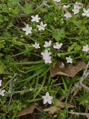 Claytonia virginica