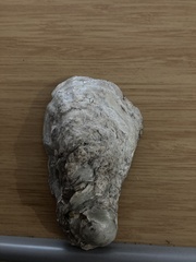 Ostreidae