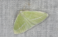 Iulops argocrana