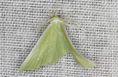 Iulops argocrana