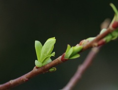Salix miyabeana