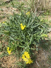 Lithospermum incisum