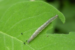 Ypsolopha falcella