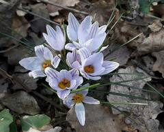 Crocus biflorus