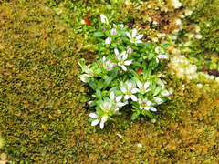 Gentianella concinna