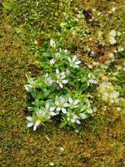 Gentianella concinna