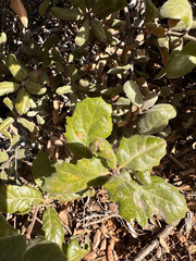 Quercus durata durata