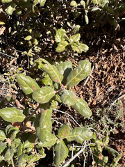 Quercus durata durata