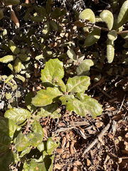 Quercus durata durata