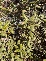 Quercus durata durata