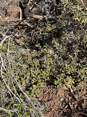 Quercus durata durata