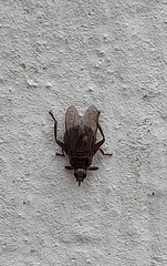 Pseudolynchia canariensis