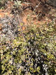 Quercus durata durata