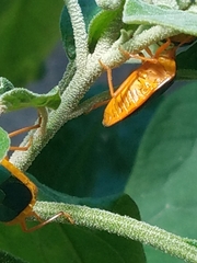 Edessa rufomarginata