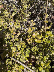 Quercus durata durata