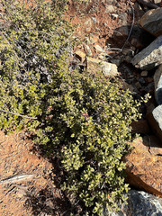 Quercus durata durata